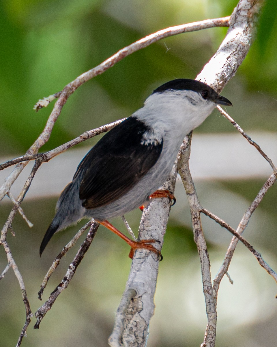 White-bearded Manakin - ML611988968