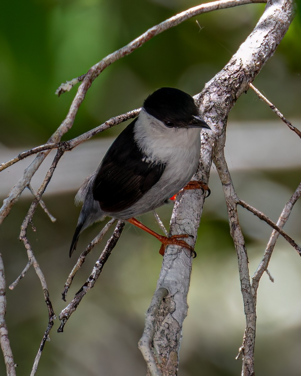 White-bearded Manakin - ML611988969