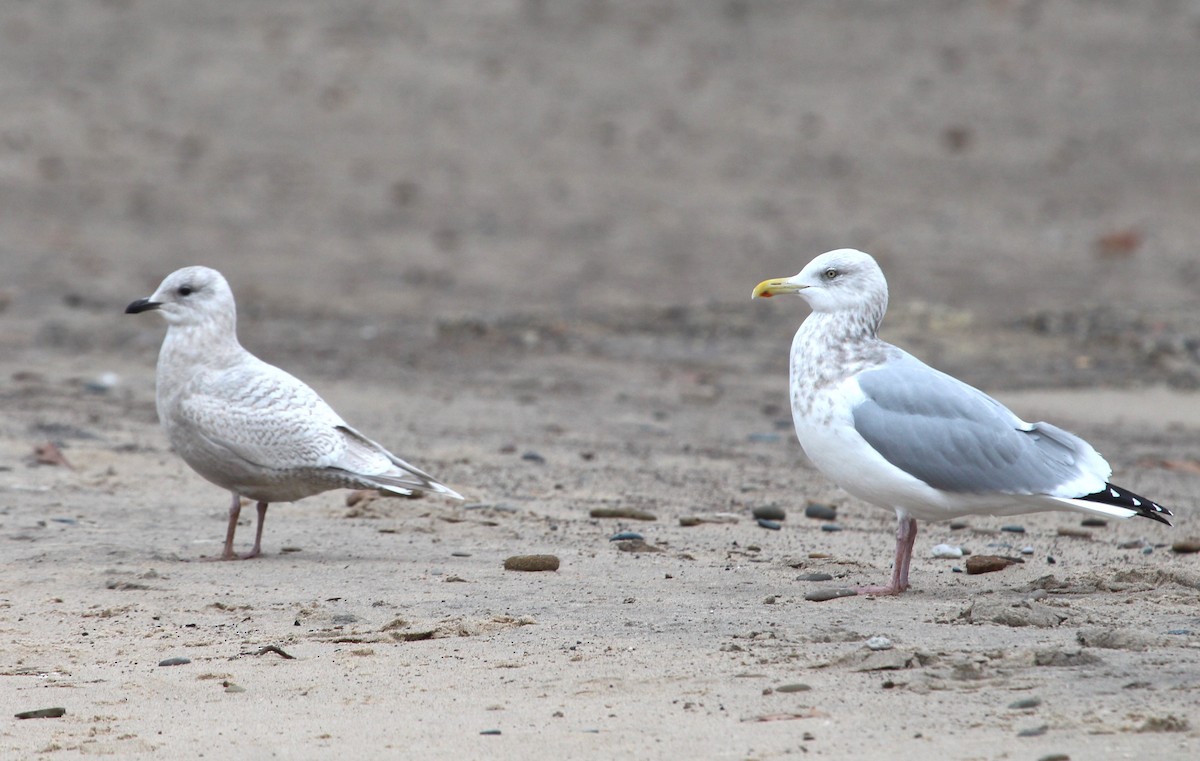 Iceland Gull - Bradley Anderson