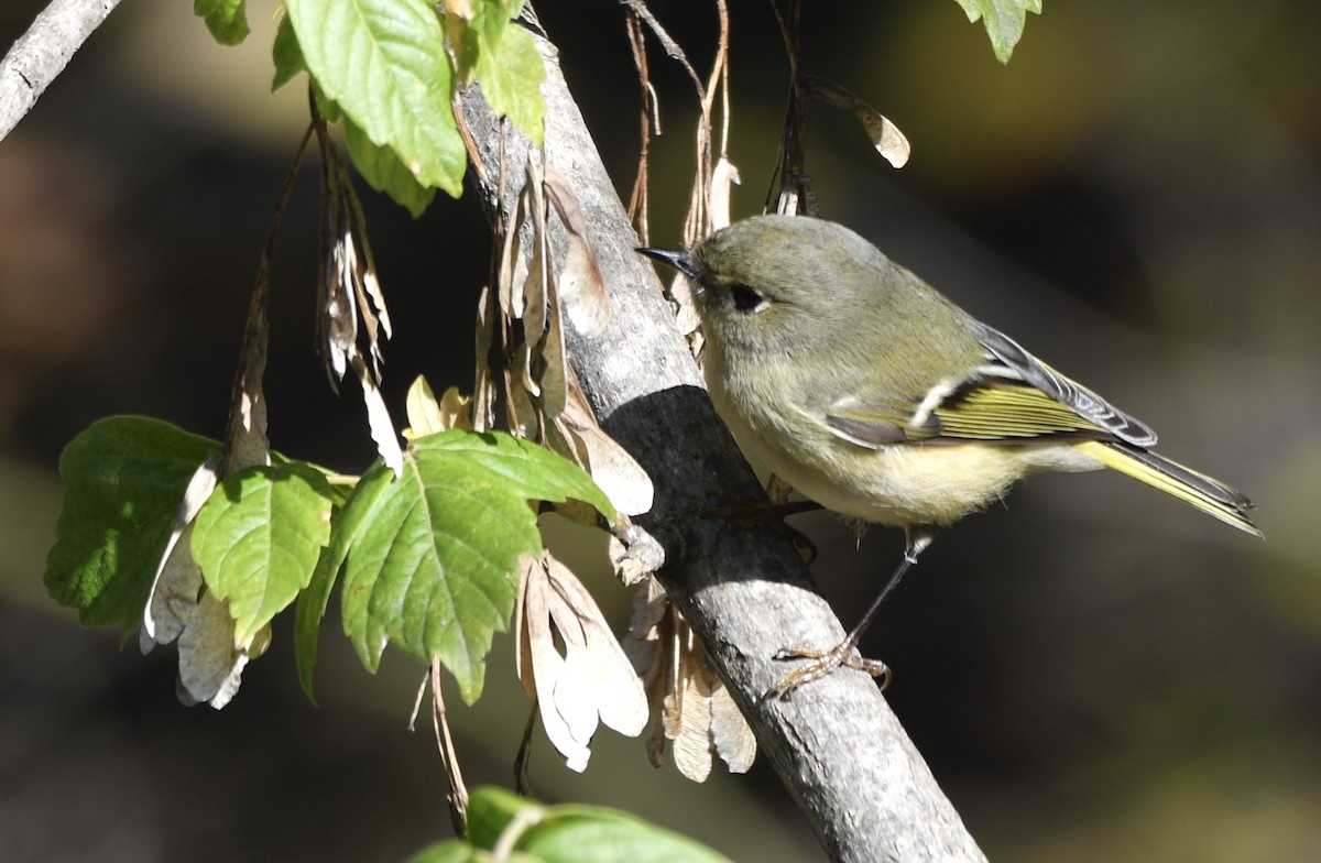 Ruby-crowned Kinglet - ML611989036