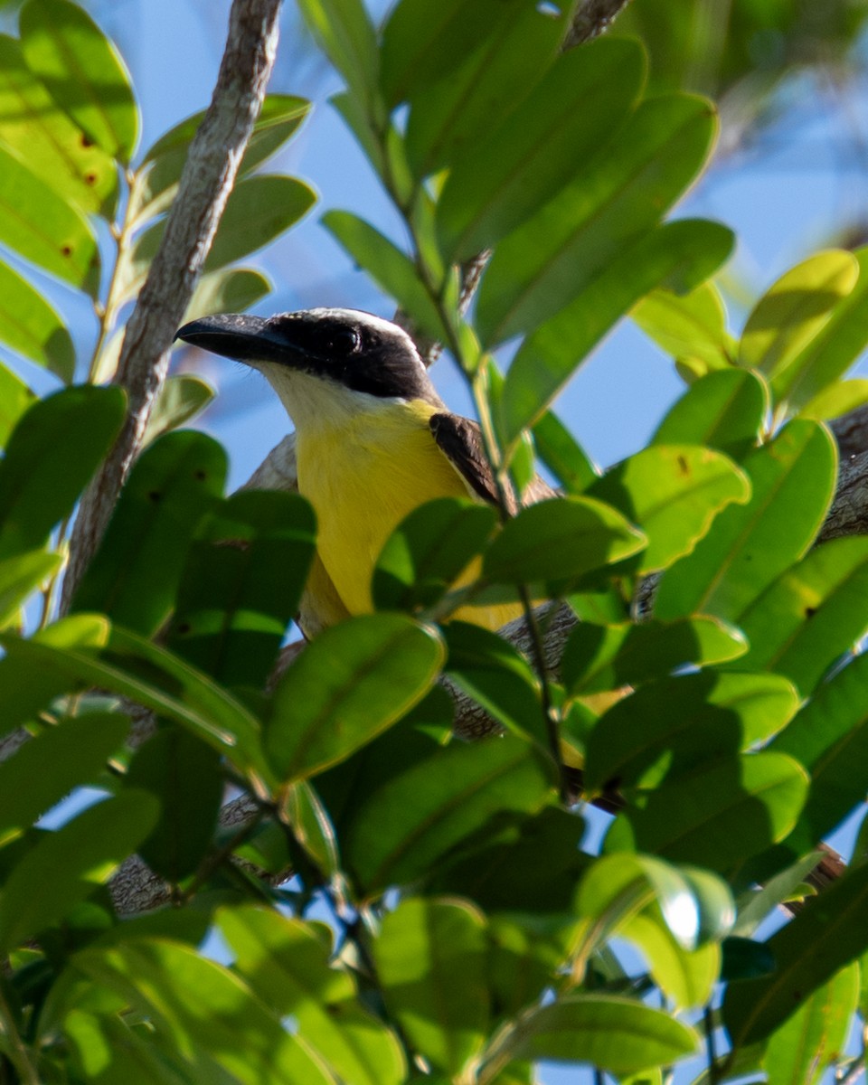 Boat-billed Flycatcher - Victor Pássaro