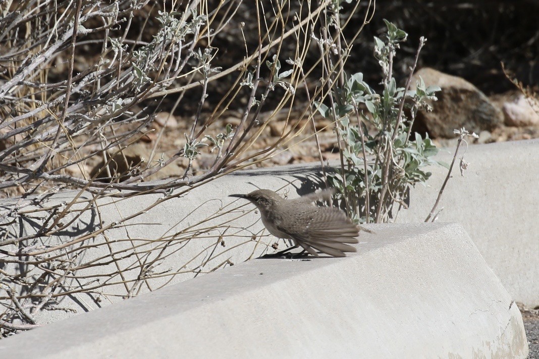 Rock Wren - Arnold Skei