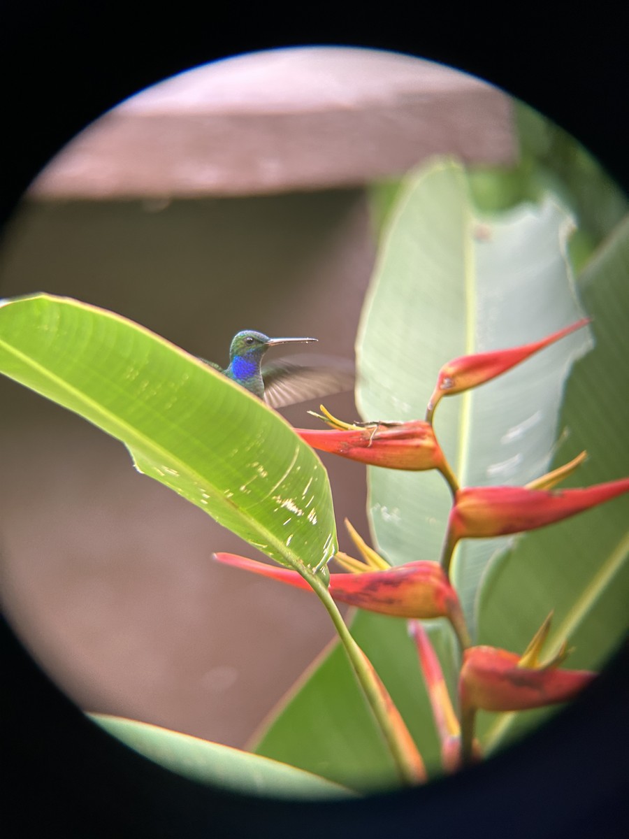 Veraguan Mango - ML611989159