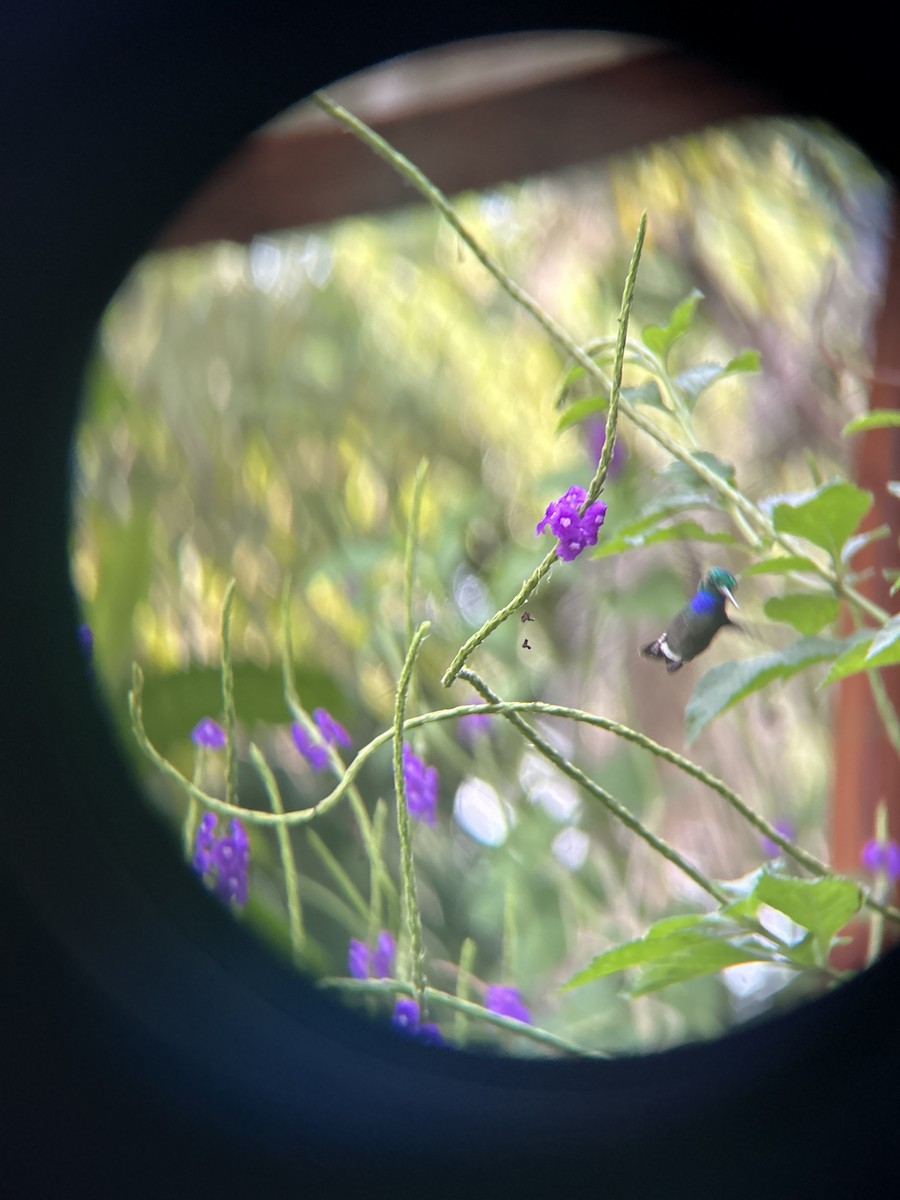 Veraguan Mango - ML611989160