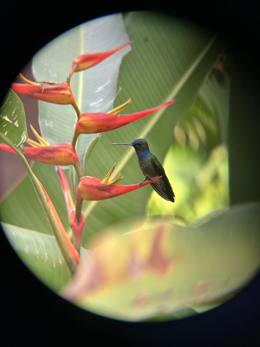 Veraguan Mango - ML611989161