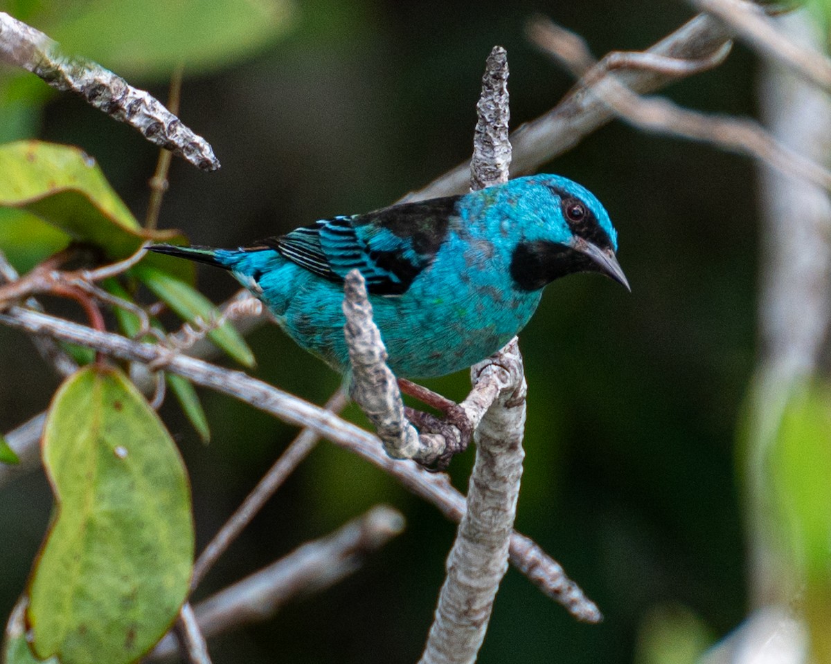 Blue Dacnis - ML611989175