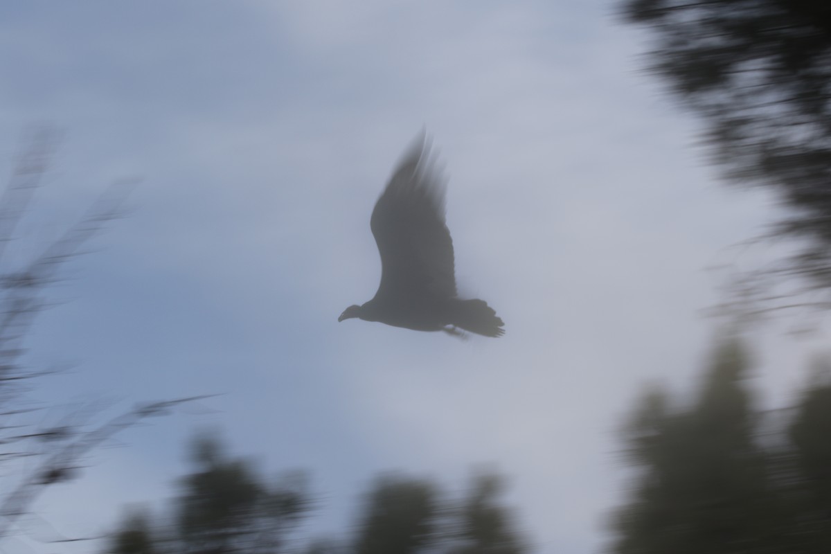 Turkey Vulture - ML611989353