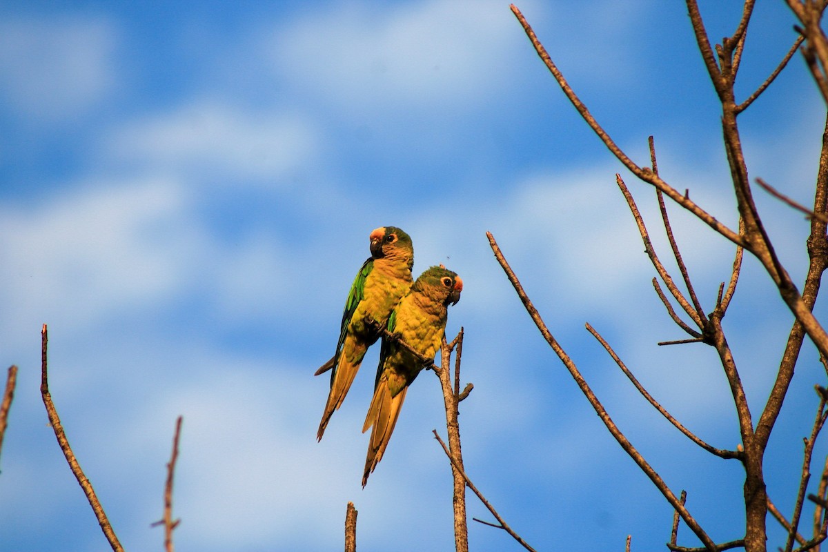 Peach-fronted Parakeet - Tatiane Vieira