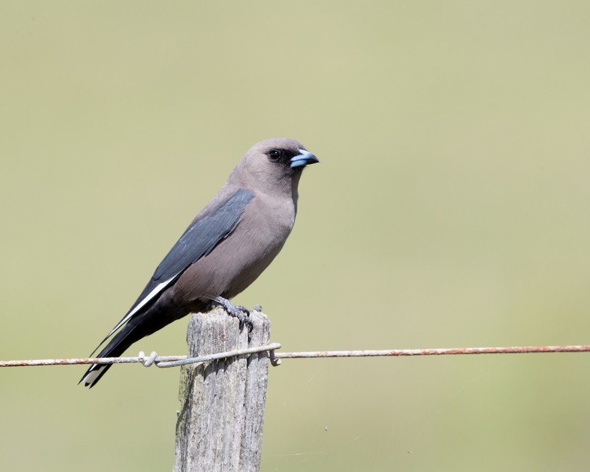 Dusky Woodswallow - ML611989393