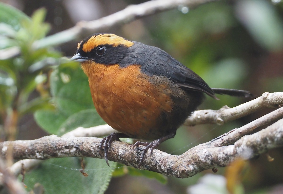 Rufous-browed Hemispingus - Stephan Lorenz