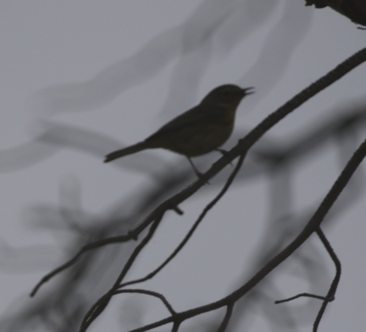 Prairie Warbler - ML611989424