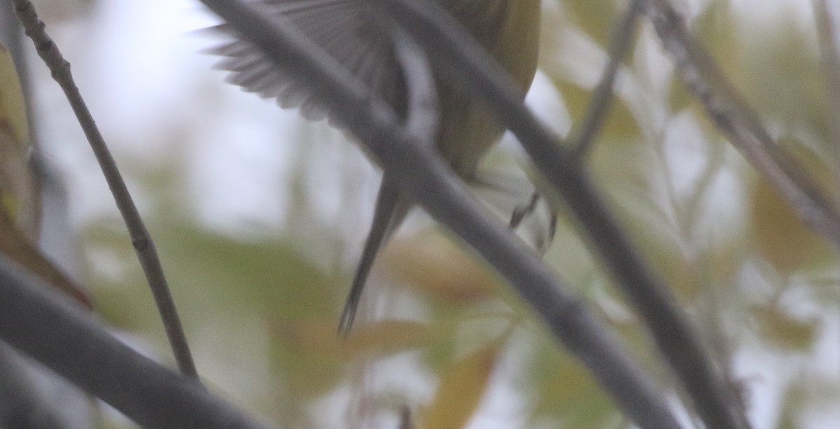 Prairie Warbler - ML611989426