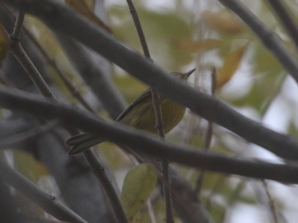 Prairie Warbler - logan kahle