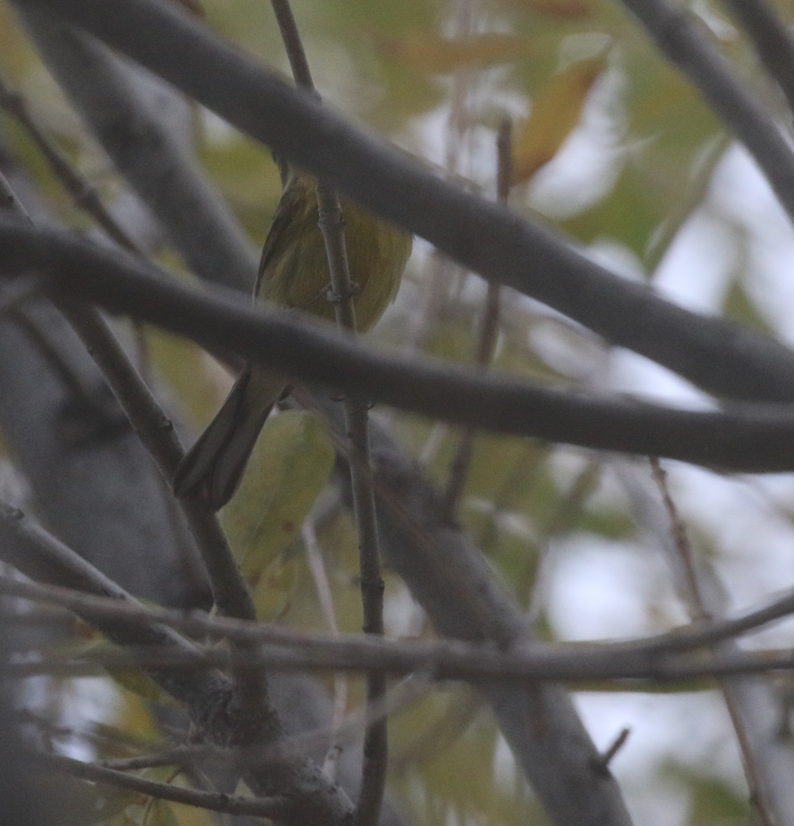 Prairie Warbler - ML611989430