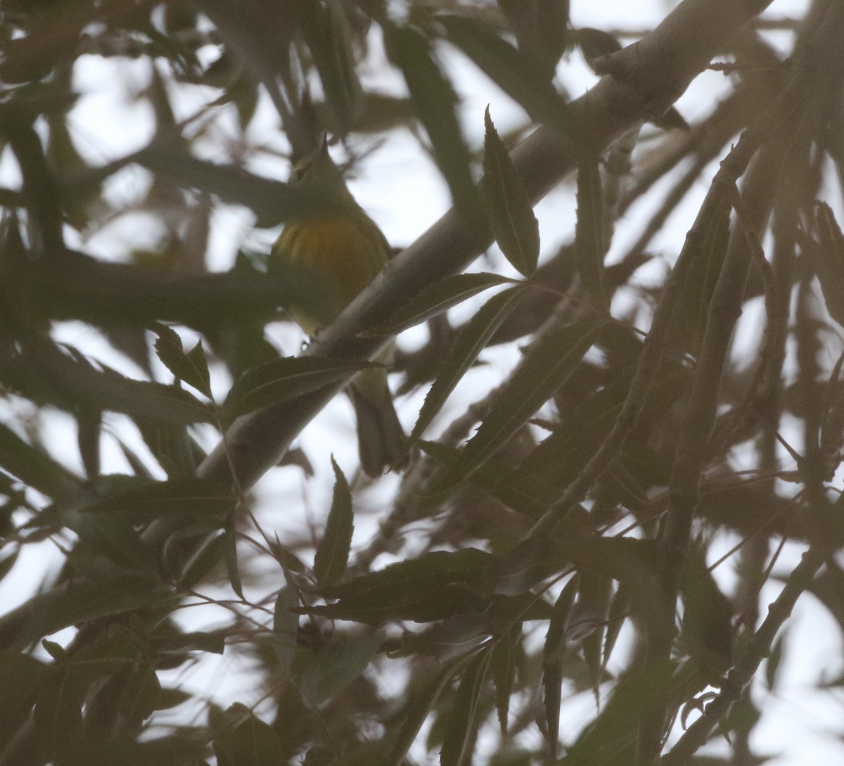 Prairie Warbler - ML611989431