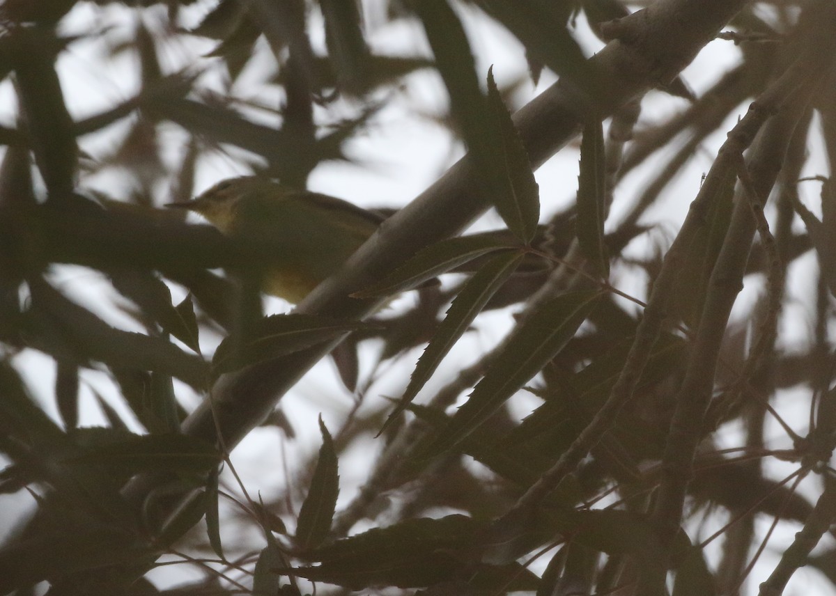 Prairie Warbler - ML611989432