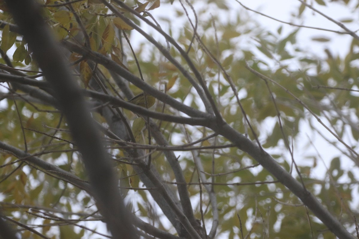 Prairie Warbler - logan kahle