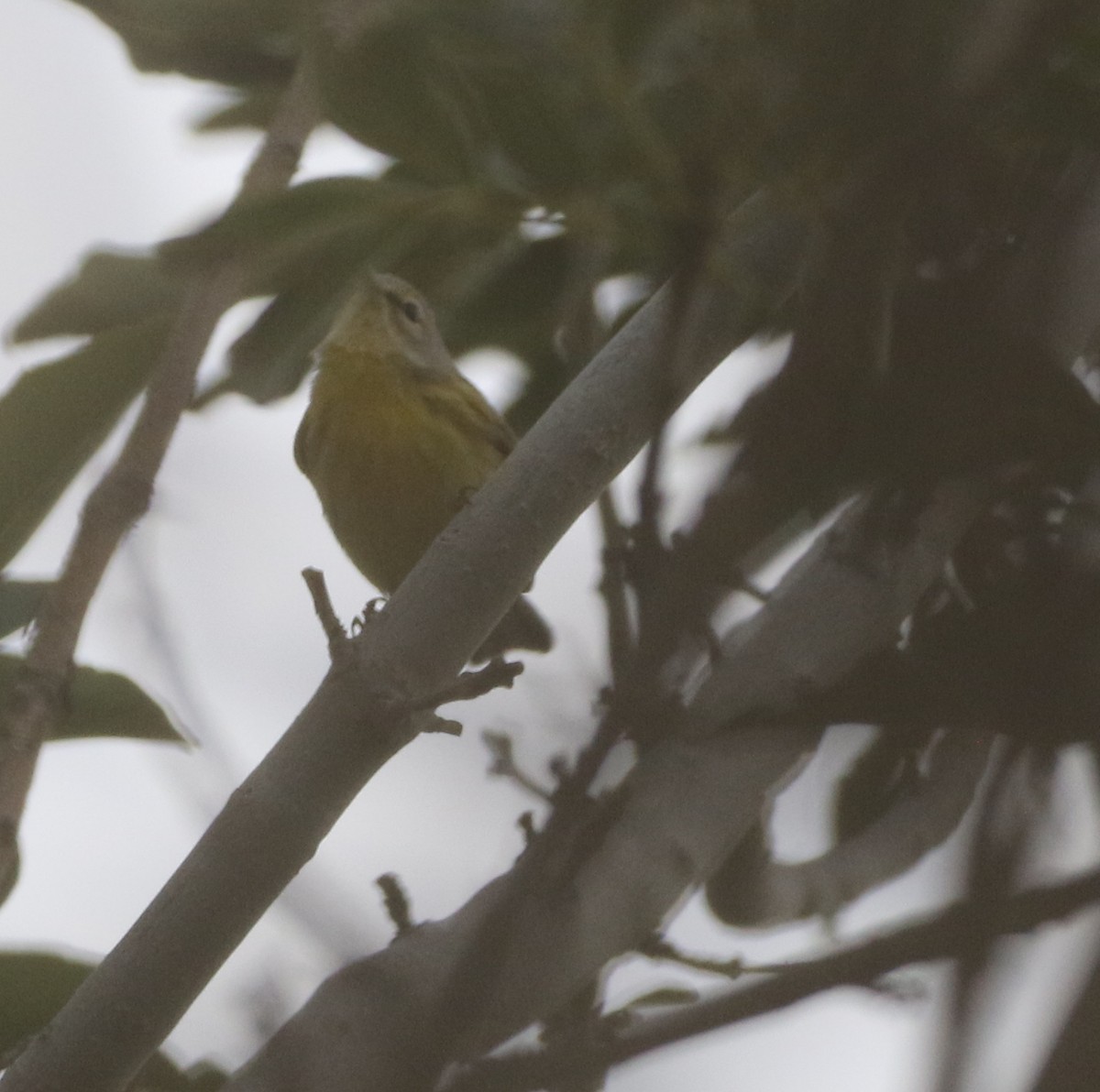 Prairie Warbler - logan kahle