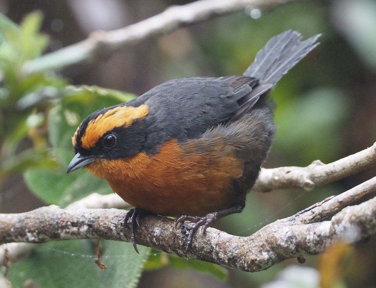 Rufous-browed Hemispingus - Stephan Lorenz