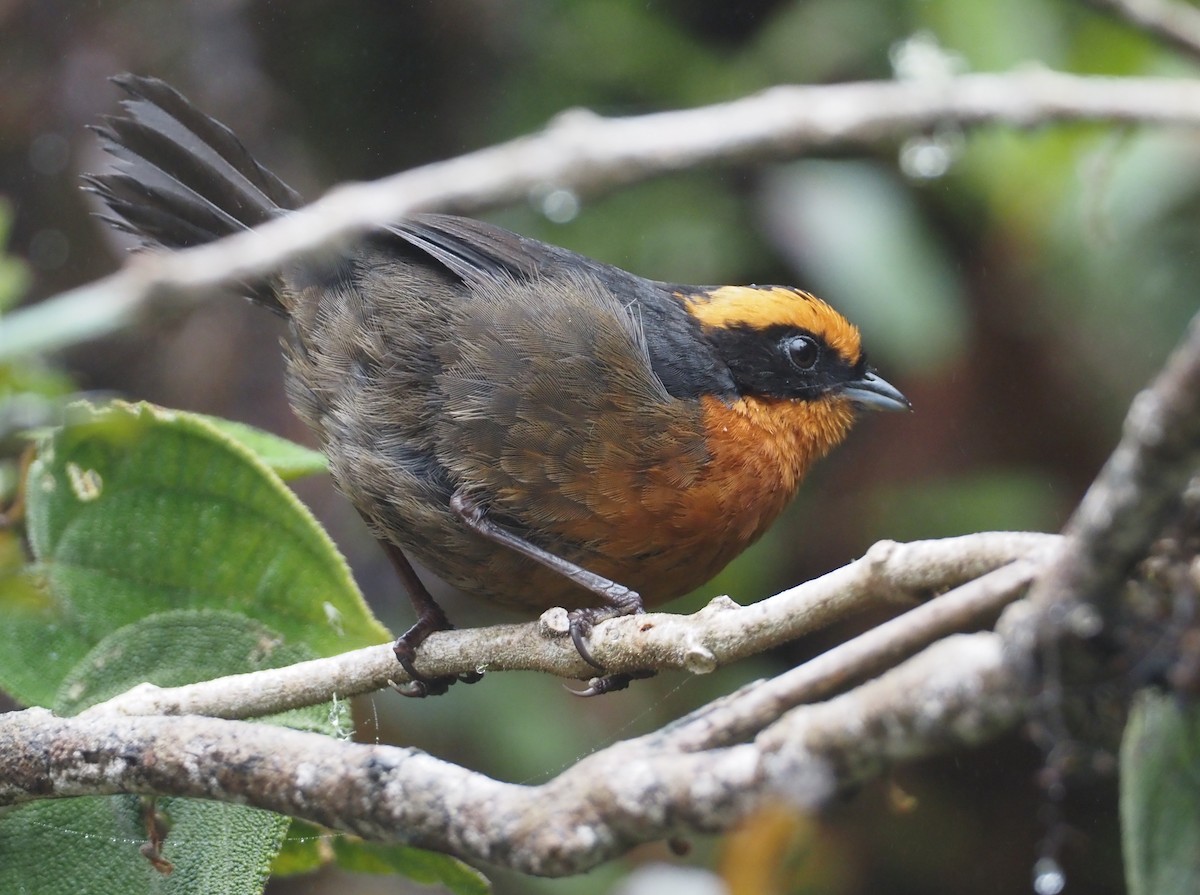 Rufous-browed Hemispingus - Stephan Lorenz