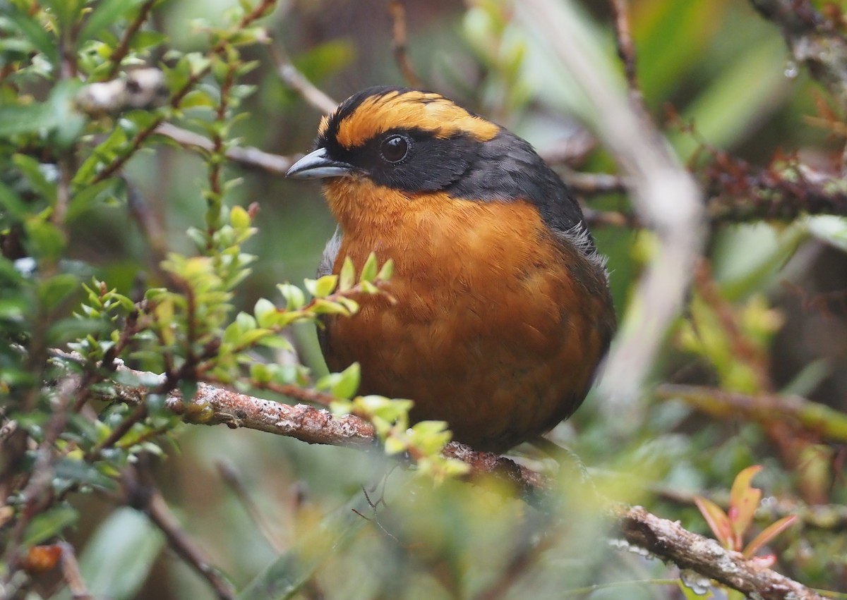 Rufous-browed Hemispingus - Stephan Lorenz