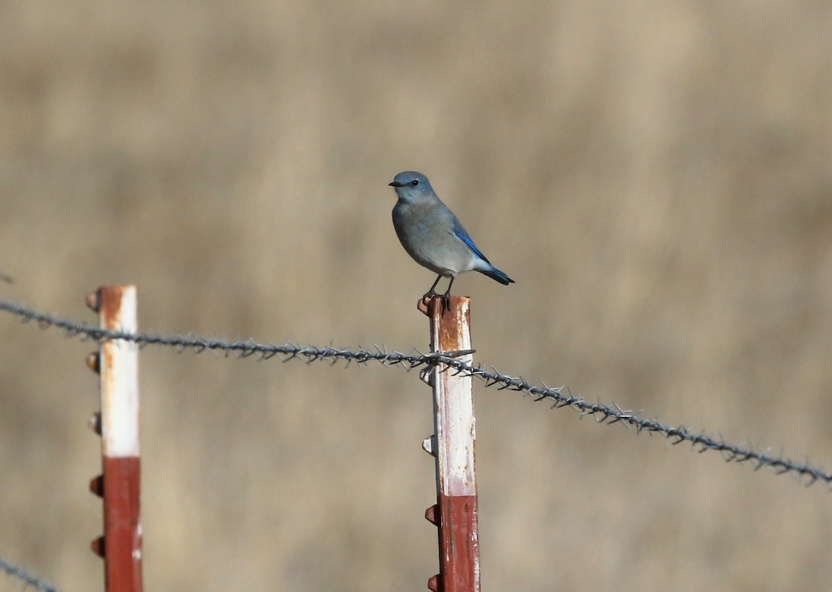 Mountain Bluebird - Steve Rottenborn