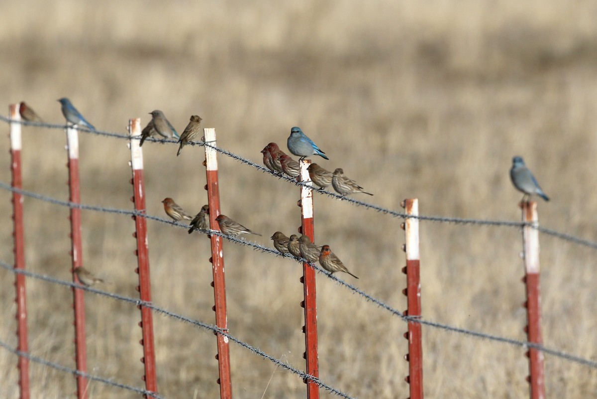 Mountain Bluebird - Steve Rottenborn