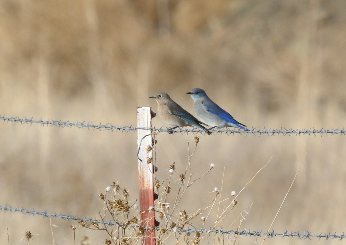 Mountain Bluebird - Steve Rottenborn