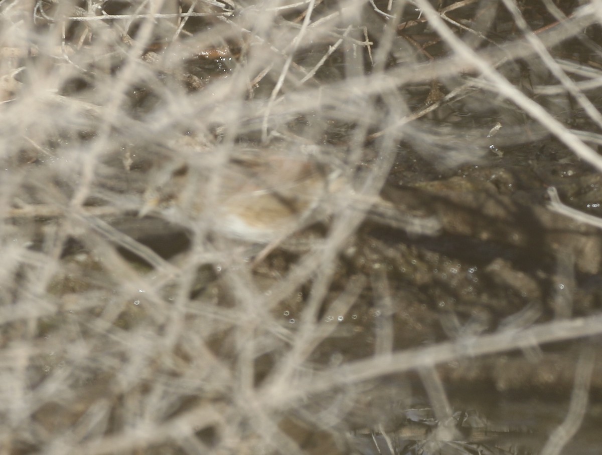 Swamp Sparrow - logan kahle