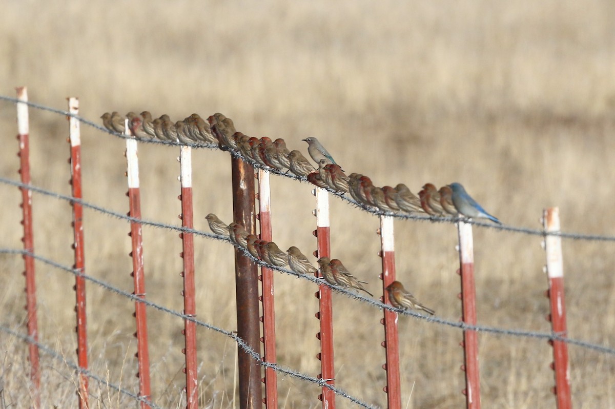 House Finch - ML611989537