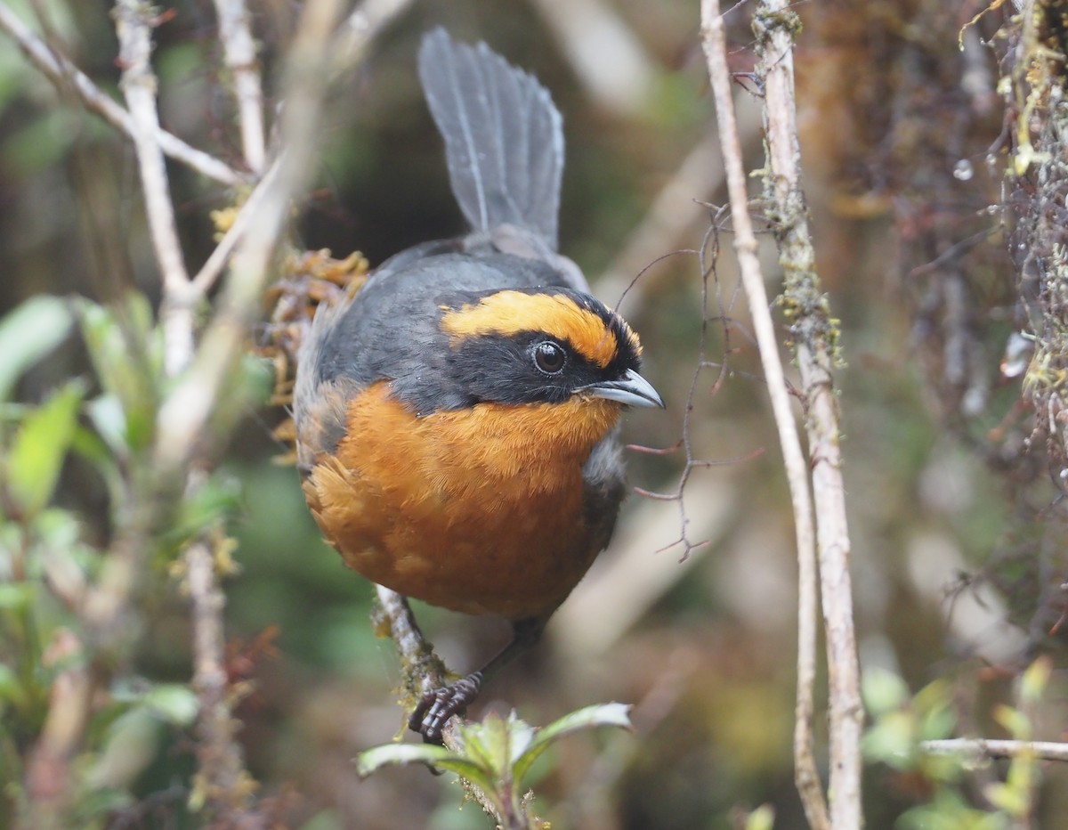 Rufous-browed Hemispingus - Stephan Lorenz