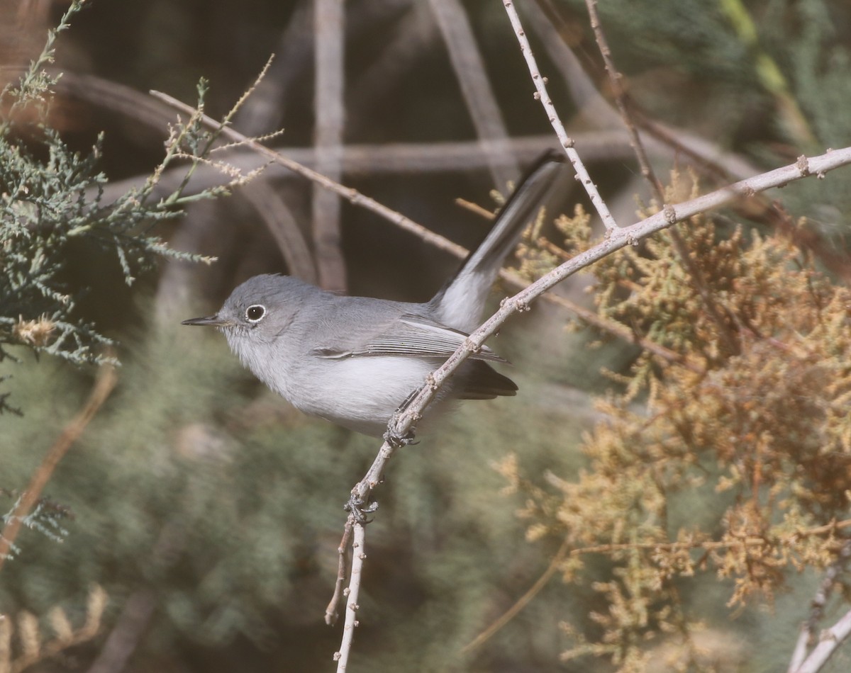 Blue-gray Gnatcatcher - ML611989589