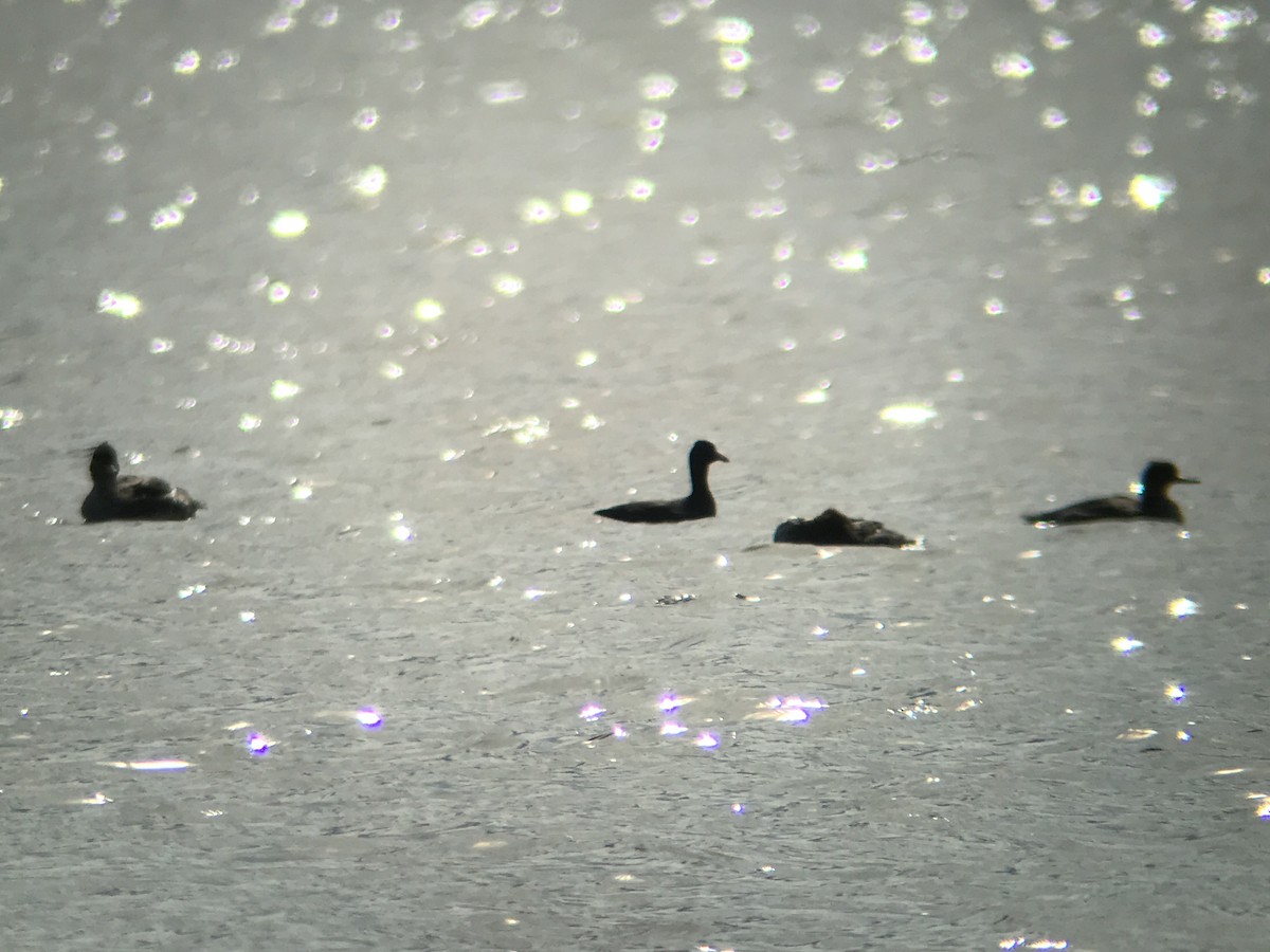 American Coot (Red-shielded) - ML611989619