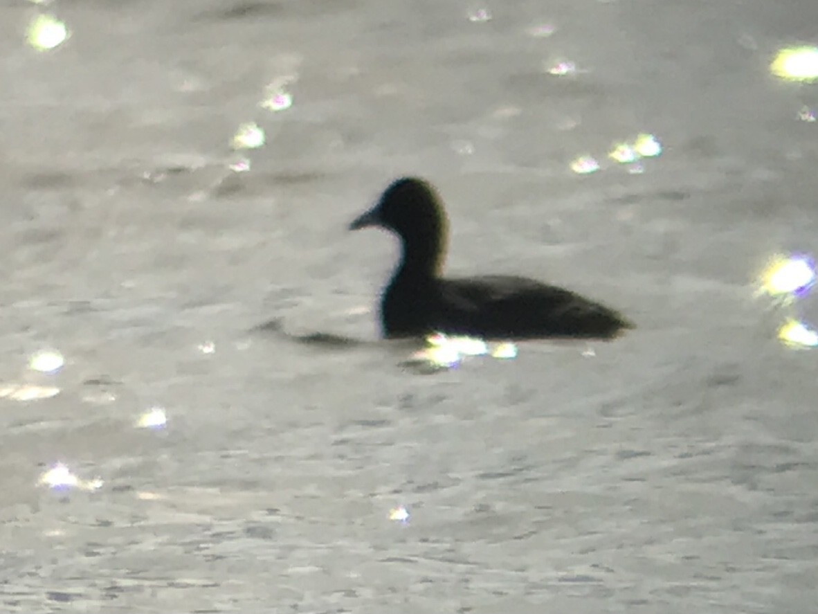 American Coot (Red-shielded) - ML611989620