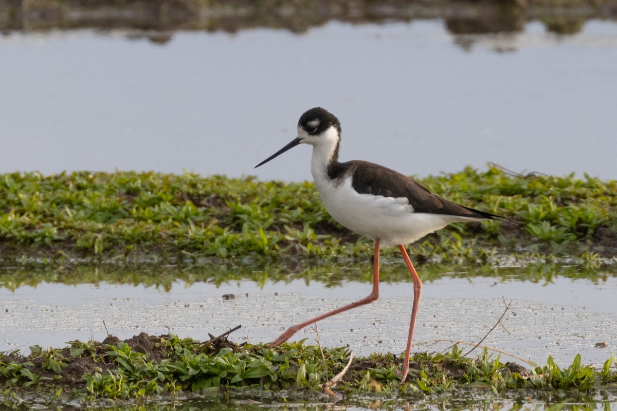 Black-necked Stilt - Jen Sanford