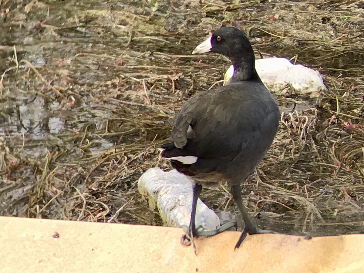 American Coot (Red-shielded) - ML611989695