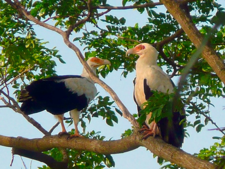 Palm-nut Vulture - Donald Fullmer
