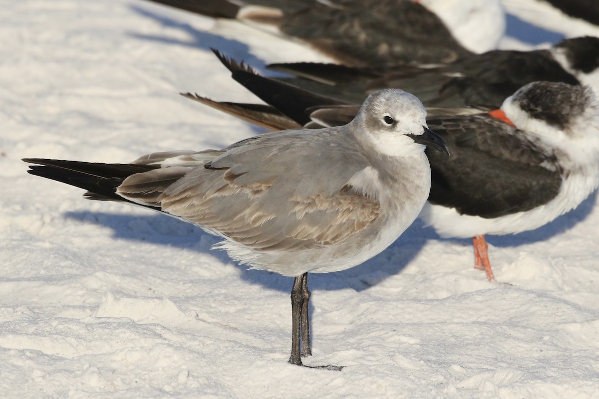 Laughing Gull - ML611989762