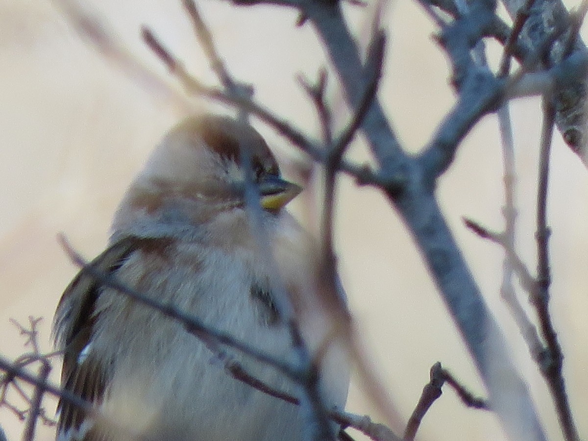 American Tree Sparrow - ML611989763