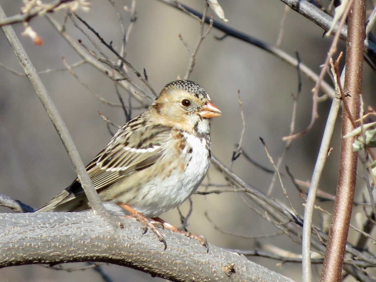 Harris's Sparrow - ML611989810