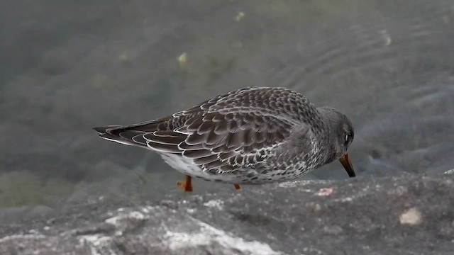 Purple Sandpiper - ML611989996