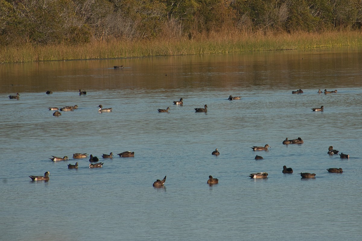 American Wigeon - ML611990039