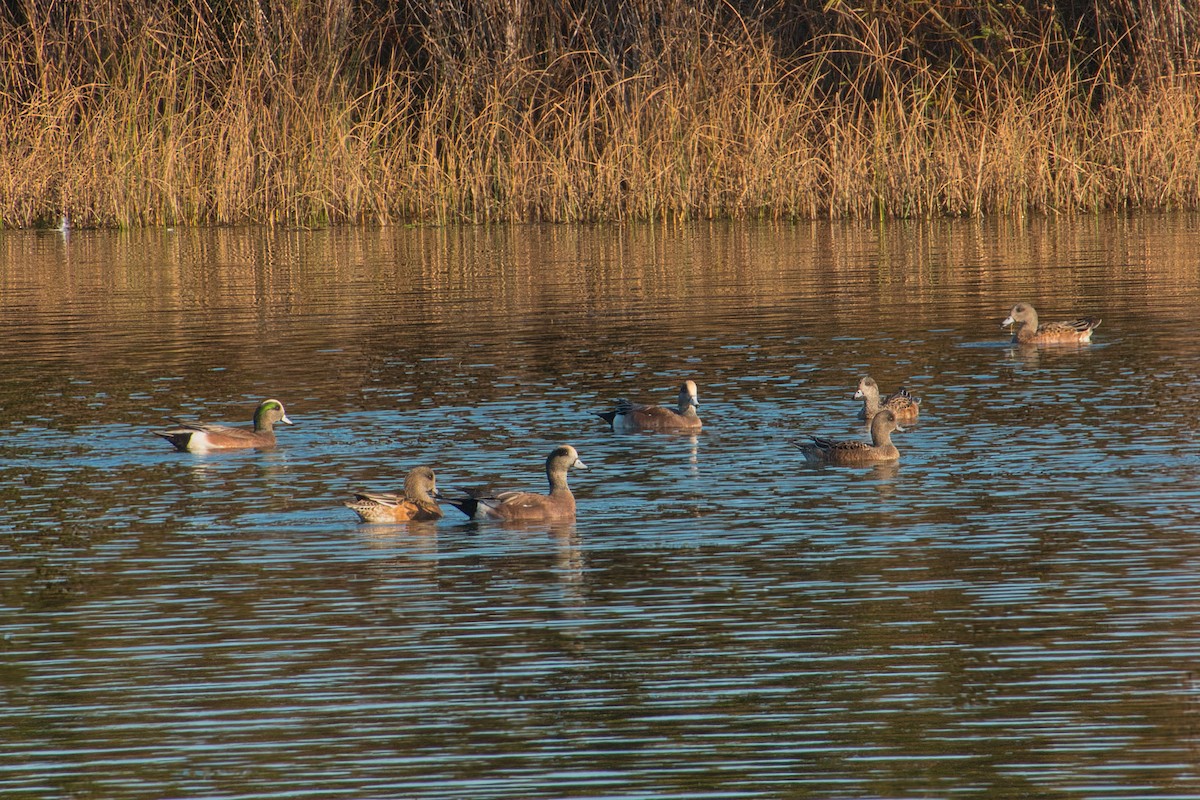 American Wigeon - ML611990073