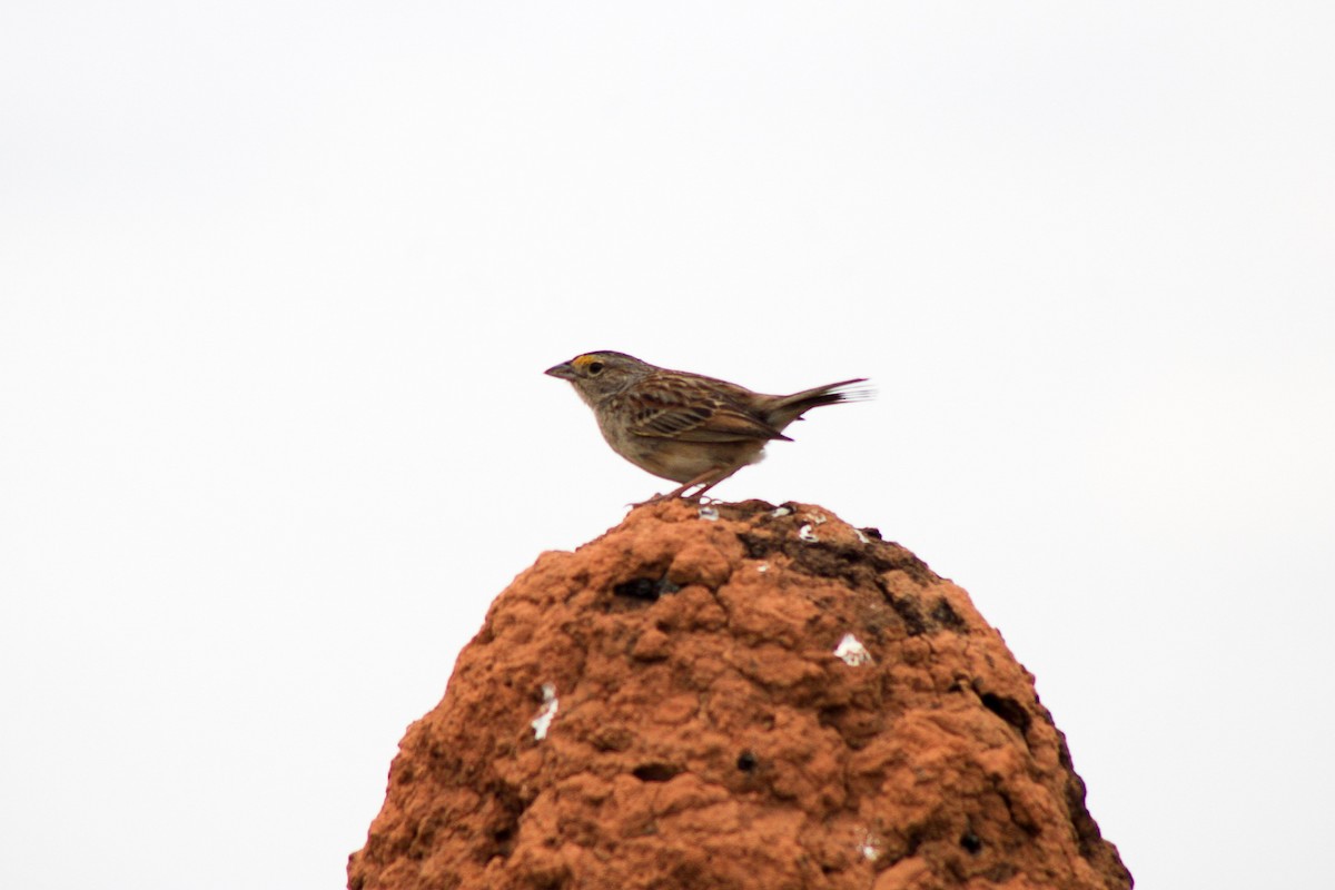 Grassland Sparrow - Tatiane Vieira
