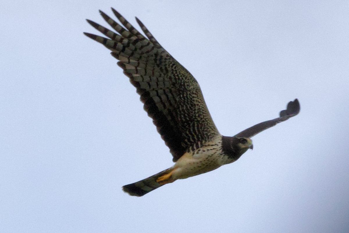 Long-winged Harrier - ML611990179