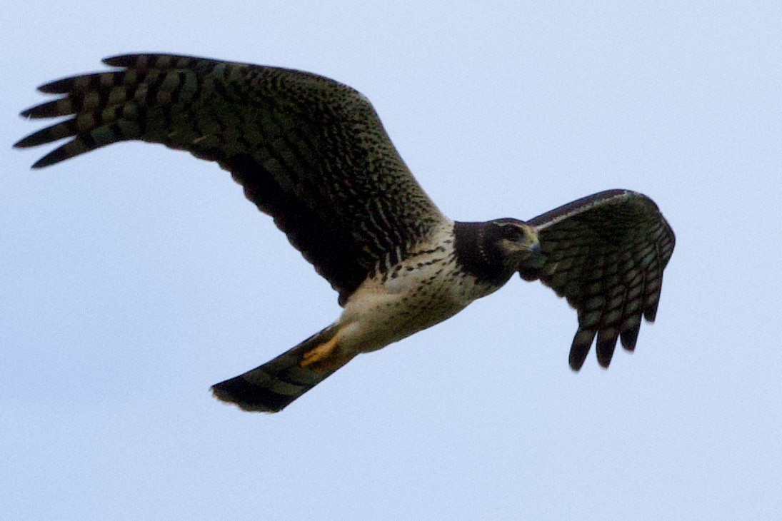 Long-winged Harrier - ML611990180