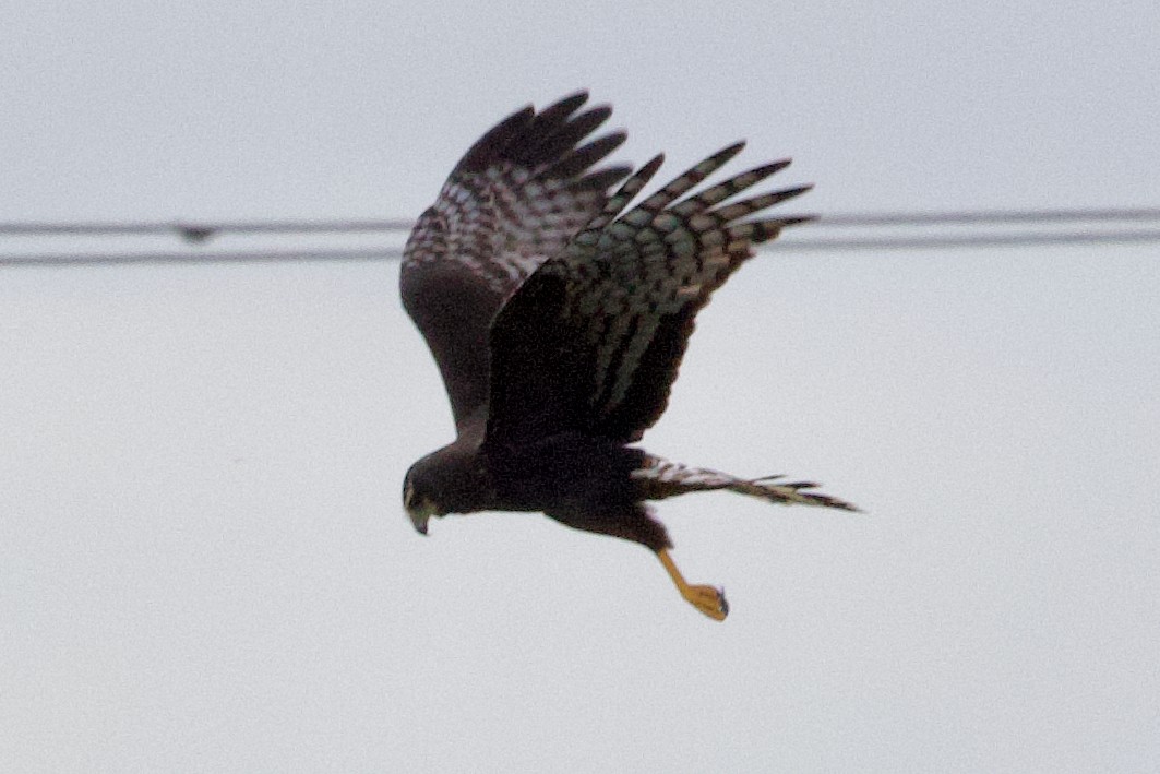 Long-winged Harrier - ML611990181