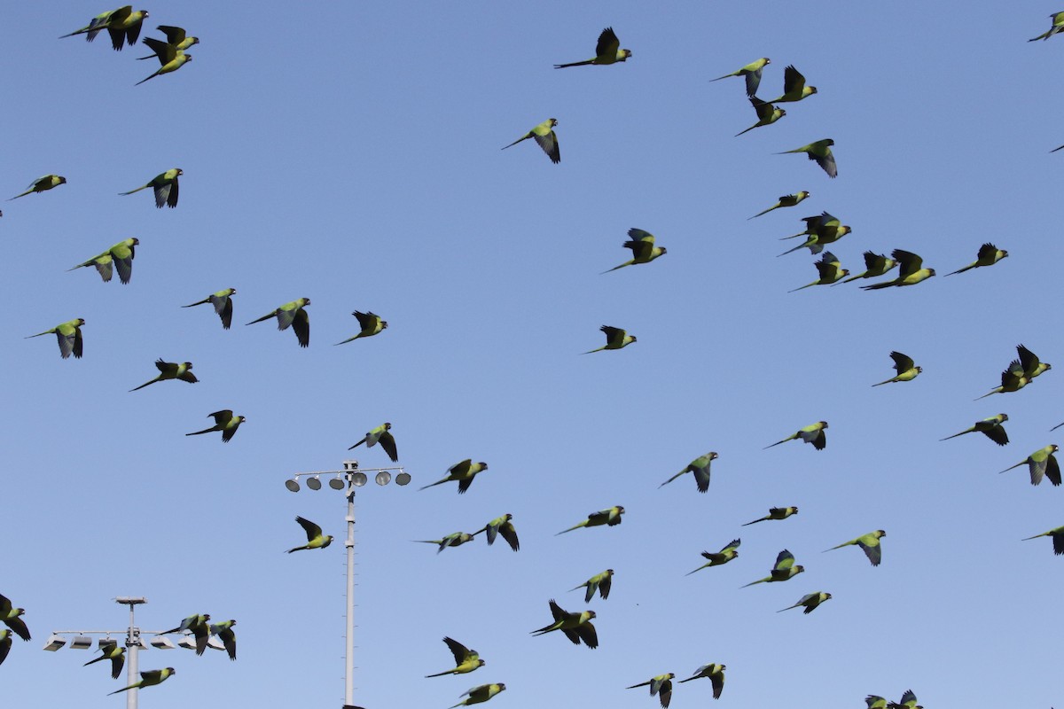 Nanday Parakeet - Carol Ortenzio