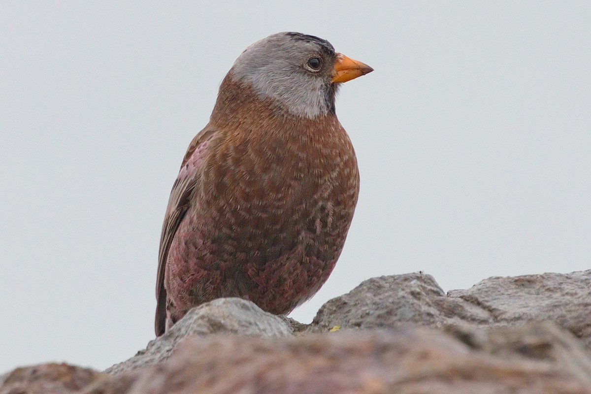 Gray-crowned Rosy-Finch - ML611990224