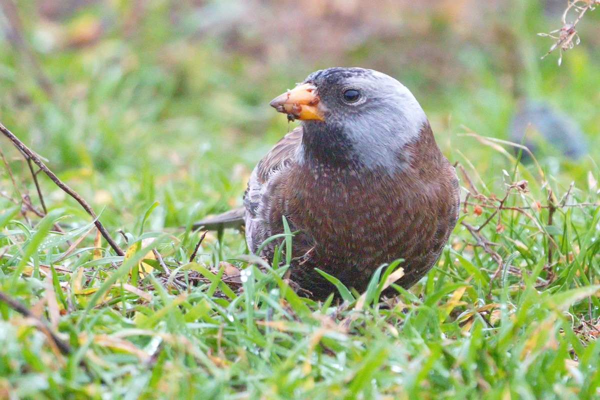 Gray-crowned Rosy-Finch - ML611990226